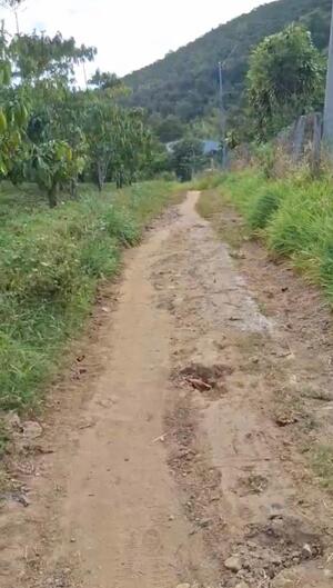 1,2HA = 500 TRIỆU / SÀO ĐƯỜNG PHAN HUY ÍCH, LỘC CHÂU, BẢO LỘC - CÓ BÁN LẺ