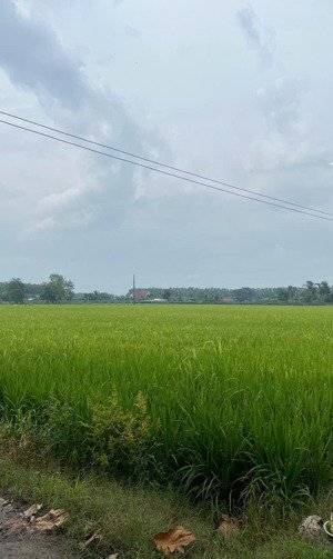 bán nhanh đất lúa 1.532m² xã hậu nghĩa, tỉnh tây ninh - có thương lượng - view đẹp - 2.5 tỷ