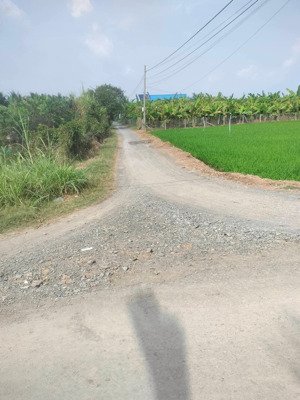 bán 9.550mv đất lúa đường xe hơi tại xã kiểng phước, gò công đông, gần trung tâm, 3 tỷ thương lượng