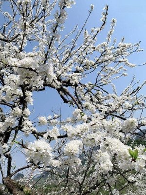 bán 2 lô mặt đường đào nhuận sản phẩm tiềm năng