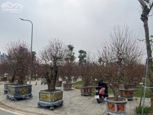 BÁN ĐẤT KHU VỰC DÀNH RIÊNG CHO GIỚI TINH HOA117M2 VƯỜN ĐÀO- ĐÔNG ANH