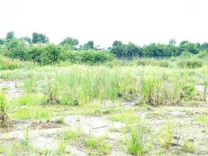 đất đẹp hiệp phước, nhà bè 2 mặt tiền đường & sông thích hợp làm vườn, nghỉ dưỡng giá 22,5 tỷ