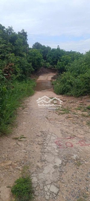 q66. bán rẫy diên điền diện tích lớn 7.358m2 - 560 triệu