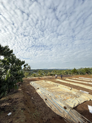 bán đất view rừng thông phù hợp nuôi trồng