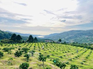 bán đất view hồ ngọc, khu vực vừa được sáp nhập thành phường 2 tp bảo lộc, giá chỉ 1.5tr/m²