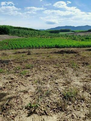 Cần bán lô đất cây lâu năm 1.227m² Xuân Đông, Diên Xuân, Diên Khánh, Khánh Hòa