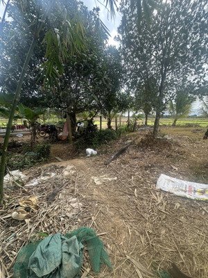 1507m2 có 60m2 thổ còn lại cln phù hợp làm vườn, nc quanh năm tại ninh an, tx ninh hoà, khánh hoà