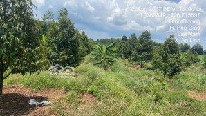 bán đất vườn sầu riêng tại lò rèn, 29,5 tỷ, 12351 m2, dầu tiếng, bình dương