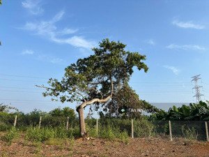 chính chủ bán 4.500m² đất vườn định quán giá chỉ 380tr/1.000m²