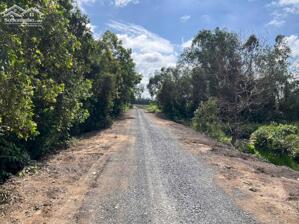 3hecta đường Tây kênh 21,thị trấn Mỹ Phước,Tân Phước,Tiền Giang