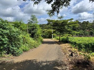 bán đất đẹp tại xã hoà ninh, huyện di linh, lâm đồng, 1,25 tỷ, 100m2