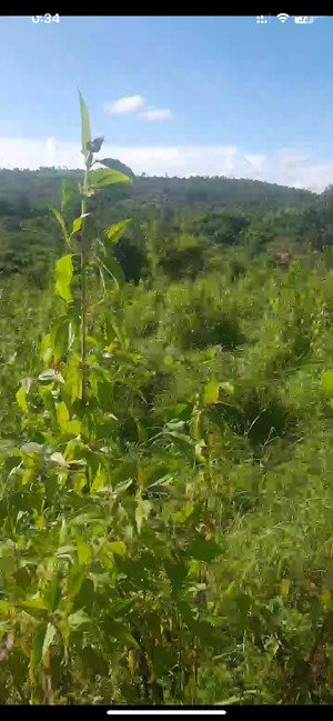 chính chủ nhượng đất cao, rộng hơn 13576 m2 tại xã ea m''dróh, cư m''gar, đắk lắk chỉ với hơn 3tỷ