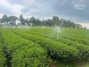 xuất cảnh bán gấp - bán đất khúc thừa dụ 7403m² - 37 tỷ