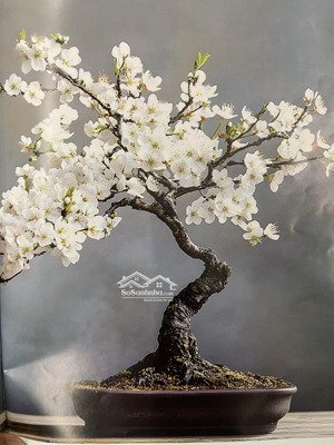 bán căn nhà mặt tiền đường nguyễn chí thanh . p16 . q,11 vị trí đẹp khu kinh doanh buôn bán