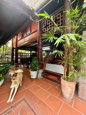 cho thuê nhà gỗ sân vườn 624m kdc hưng phú, cần thơ |40 triệu