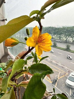 chính chủ bán căn hộ chung cư vinhomes symphony 2 phòng ngủ 2 vs hướng đn, full nội thất. 7,69 tỷ