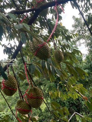 bán vườn sầu riêng có sẵn 1.000 cây sầu thái, đường ô tô huyện khánh vĩnh, khánh hoà giá chỉ 83k/m2