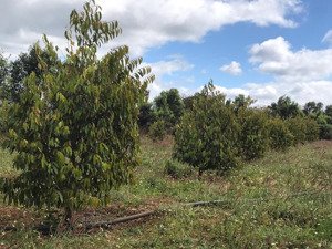 vườn sầu thái cạnh suối điện nước đầy đủ, giá 2 tỷ 890 triệu tl