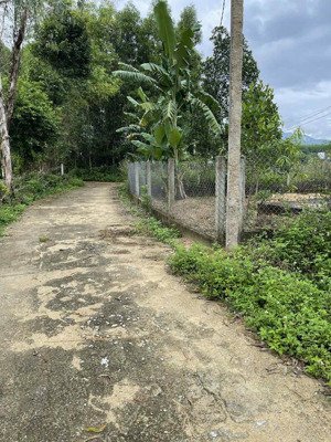 cần bán lại thửa đất vườn thị trấn hà lam, 3.677m2 (khoảng 1.000m2 đất odt), giá chỉ 3,55 tỷ