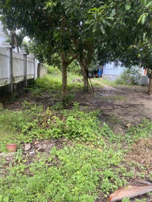 bán lô đất sổ riêng 4000m2 đường xuyên phước cơ, thị trấn phước bửu, huyện xuyên mộc, brvt