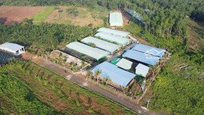 xuất cảnh bán gấp trang trại nuôi gà 1.3ha đang cho thu nhập 7 tỷ/năm tại lộc ninh, bình phước (cũ)