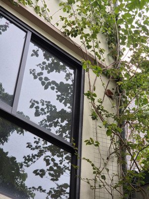 cho hộ gia đình thuê nhà ở mặt phố, gần đình chèm