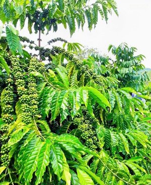 chỉ cách quốc lộ 29 đúng 700m, lô đất ngay nhà mái thái to đùng chỉ 265tr