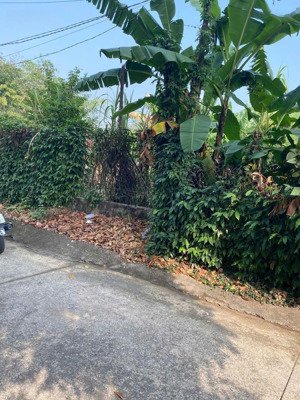 chính chủ gửi bán lô đất đường thới hòa 36, dt 414m2 sẵn thổ cư cách ubnd thới hòa 300m. sổ sẵn