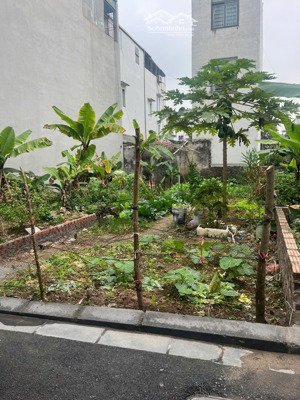 bán đất đông anh võng la, đại độ, 60,9m², gần cầu thăng long