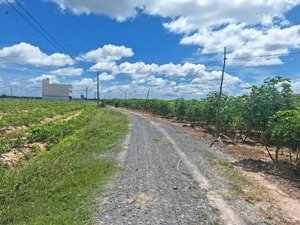 bán gần 3 mẫu đất trồng tràm dưới ấp cây ổi, hòa thạnh, tây ninh. lh 