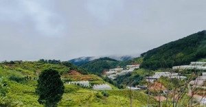 cần bán gấp khu măng ling p7 cách chợ dalat 7km ngay khu mây lang thang, đường xe hơi full thổ cư