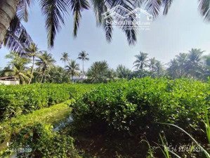 chính chủ bán đất ấp phú đa, xã vĩnh bình, huyện chợ lách, tỉnh vĩnh long