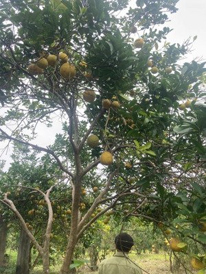 chính chủ cần bán miếng đất diện tích 2300m2