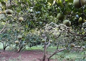 cần bán gấp vườn bưởi da xanh đang ra trái