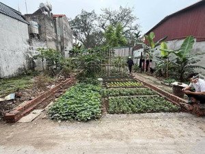 bán nhanh trong tết để lấy tiền chia cho con.