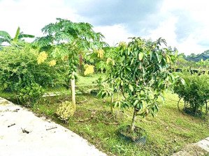 576m2. chỉ 2,8 tỉ. đất vườn bình mỹ, củ chi. có sẵn nhà vườn cây ăn trái