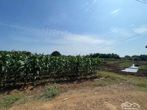 cần bán gấp đất vườn tdt: 4500m2 châu đức, brvt nay thuộc nghĩa thành tphcm