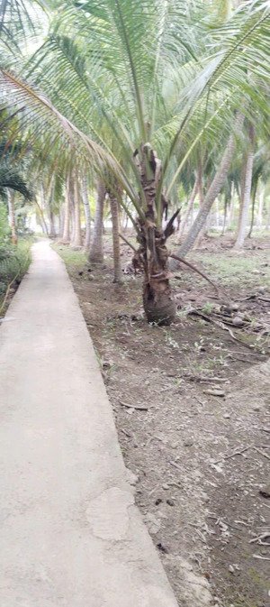 bán đất vườn dừa chính chủ, liên hệ: có nhu cầu hợp tác với các bạn môi giới)
