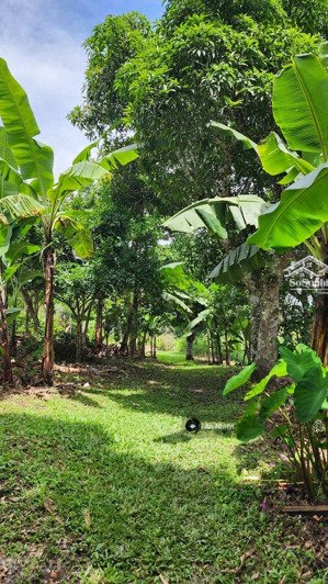 giá sốc la ngà. vườn trái cây lâu năm, mt đường lớn, gần ql20 chỉ 400tr