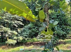 giá siêu rẻ. đất vườn định quán gần sông la ngà, mt đường lớn, chỉ 390tr