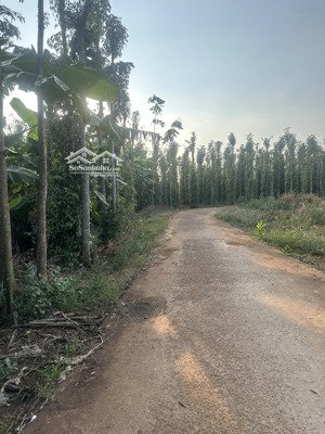 sông ray bán 2800m2 có 300m2 ont giá rẻ