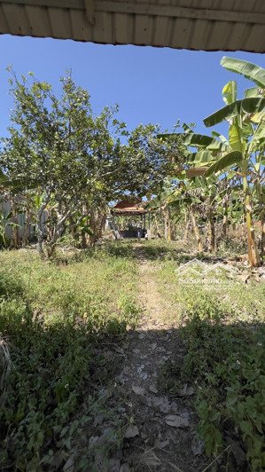 bán đất trung tâm xã phú giáo (thị trấn phước vĩnh), tp.hcm giá ngộp