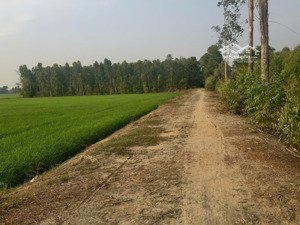 3,5 mẫu đất lúa và rừng sản xuất mặt tiền đường ô tô, trung tâm huyện đức huệ,long an cần bán gấp