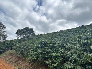 7x50m2 tổng 350m2 có sẳn 100m thổ giá 270tr tại di linh-lâm đồng