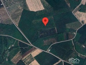 bán đất cao su đang khai thác đất cuốc, tân uyên gần hồ đá bàn