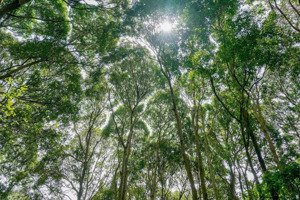 bán 2150 m2 đất vườn suối chạy quanh năm | phường bình lộc đồng nai