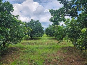 bán đất cos luôn vườn bưởi hàng hiếm tại xã tân lâm, 620 triệu, 1025m2