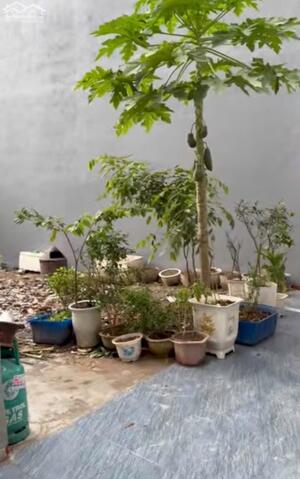 Bán đất 51m2 Bạch Mai An Dương Hải Phòng