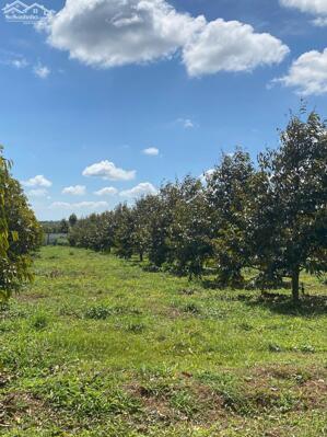 3,2ha sầu riêng năm thứ 4 đang cho thu hoạch đều đặn tại Cư Mgar