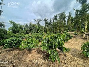 hạ giá bán nhanh trong tuần vườn tiêu-6308m2- 150 thổ cư tại ấp 4, sông ray, đồng nai